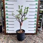 Mini Slivka domáca  (Prunus domestica) ´BUHLER´ - výška 60-80 cm, kont. C10L, skorá